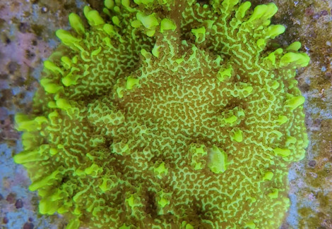 Montipora Confusa M