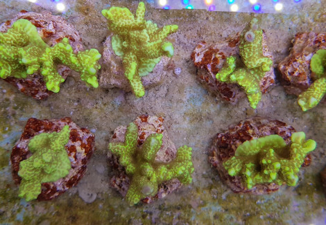 Montipora Confusa Xs