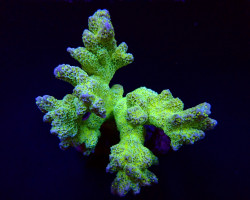 Montipora Malampaya M