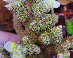 Montipora Malampaya S