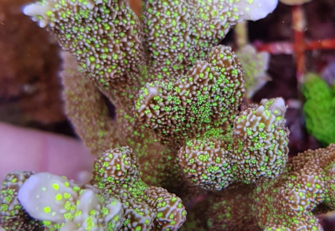 Montipora Malampaya Xs