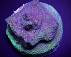 Montipora Spp. (Blueberry Pie) (Frag) M