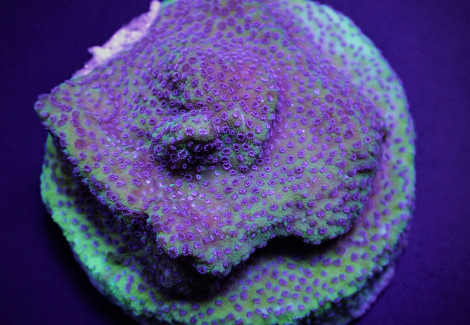 Montipora Spp. (Blueberry Pie) (Frag) M