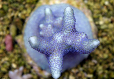 Montipora Spp. (Branched Blue Polyp) Ml