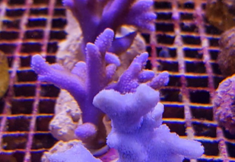 Montipora Spp. (Branched Blue/Purple) M