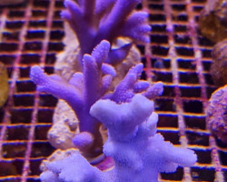 Montipora Spp. (Branched Blue/Purple) Xs