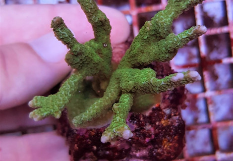 Montipora Spp. (Branched Green) (Frag) M