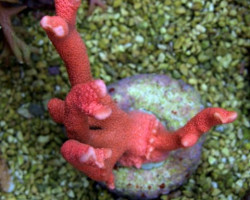 Montipora Spp. (Branched Orange/Red) (Frag) M