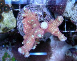 Montipora Spp. (Branched Red Polyp) (Frag) M