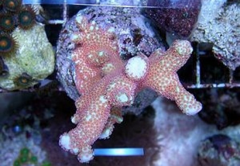 Montipora Spp. (Branched Red Polyp) Xs