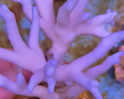 Montipora Spp. (Branched) (Blue-Purple) Ml