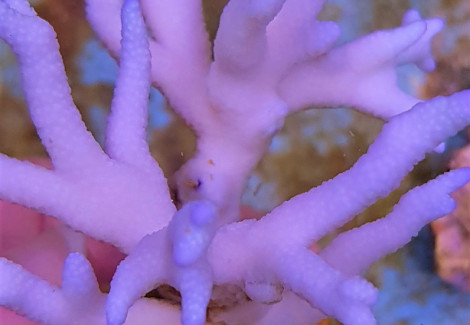 Montipora Spp. (Branched) (Blue-Purple) Ml