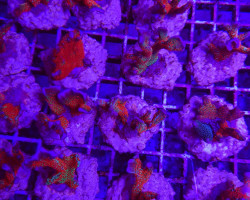 Montipora Spp. (Branched) (Forest Fire) (Frag) M