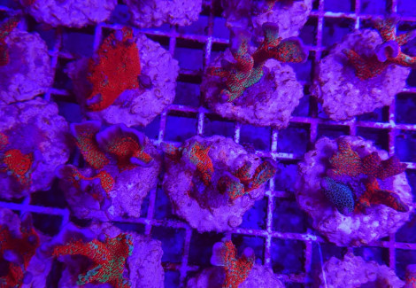 Montipora Spp. (Branched) (Forest Fire) (Frag) M