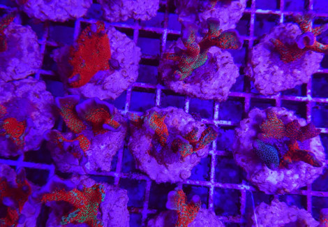 Montipora Spp. (Branched) (Forest Fire) Xs