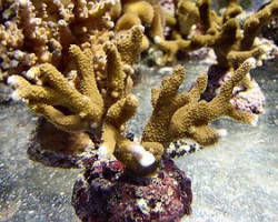 Montipora Spp. (Branched) M