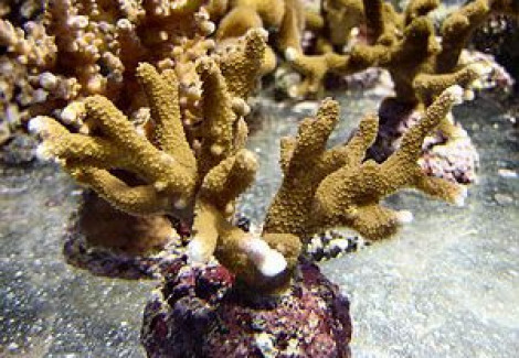 Montipora Spp. (Branched) M