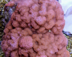 Montipora Spp. (Encrusting Orange) Xs