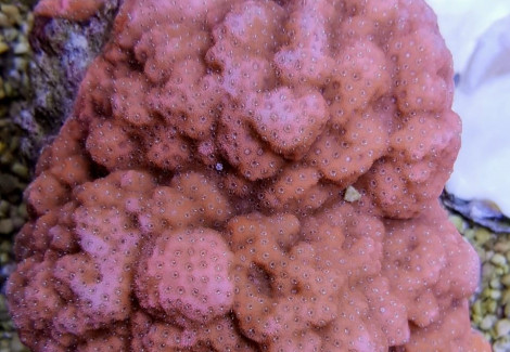 Montipora Spp. (Encrusting Orange) Xs