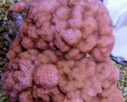 Montipora Spp. (Encrusting Orange/Red) (Frag) M