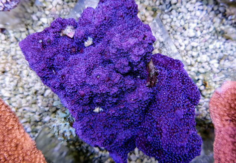 Montipora Spp. (Encrusting Purple/Blue) M