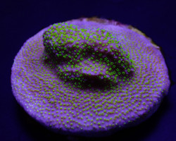 Montipora Spp. (Encrusting) (Green Polyp) Xs