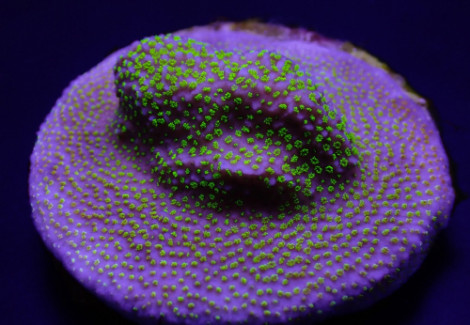 Montipora Spp. (Encrusting) (Green Polyp) Xs