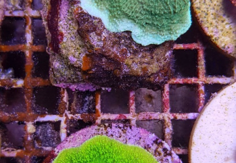 Montipora Spp. (Encrusting) (Green) (Frag) M