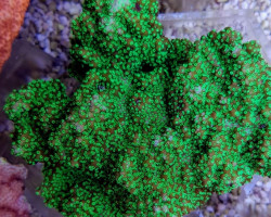 Montipora Spp. (Encrusting) (Green) Xs