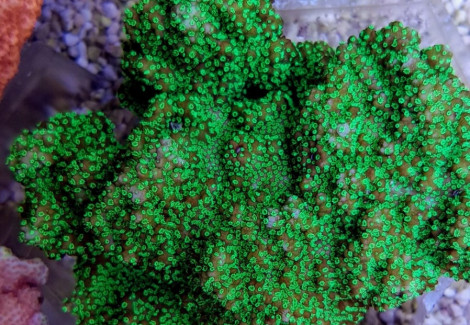 Montipora Spp. (Encrusting) (Green) Xs