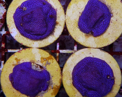 Montipora Spp. (Encrusting) (Purple-Blue Polyp) (Frag) M