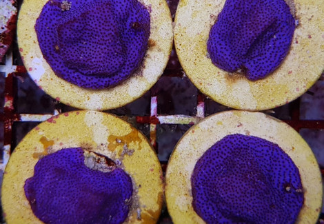 Montipora Spp. (Encrusting) (Purple-Blue Polyp) (Frag) M