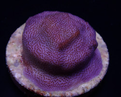 Montipora Spp. (Encrusting) (Purple-Blue) (Frag) M