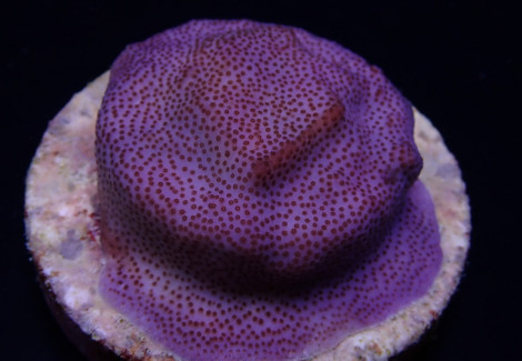 Montipora Spp. (Encrusting) (Purple-Blue) (Frag) M