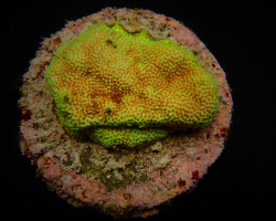 Montipora Spp. (Encrusting) (Red Polyp) (Frag) M