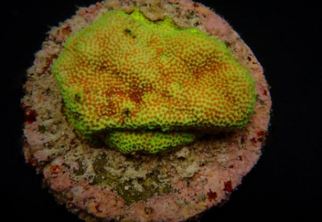 Montipora Spp. (Encrusting) (Red Polyp) (Frag) M