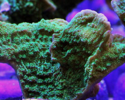 Montipora Spp. (Laminar Green) Xs