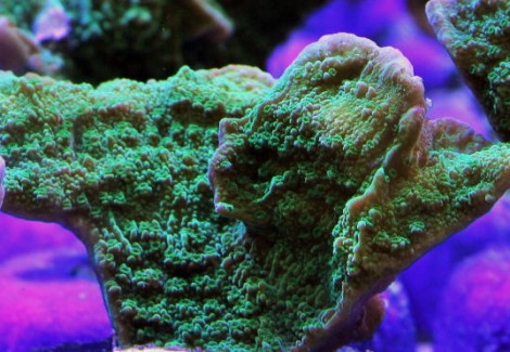 Montipora Spp. (Laminar Green) Xs