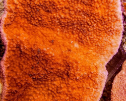 Montipora Spp. (Laminar Orange/Red Grade A) Xs