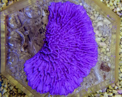 Montipora Spp. (Laminar Purple Grade A) Xs