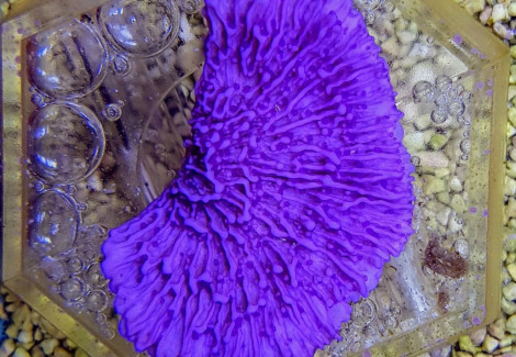 Montipora Spp. (Laminar Purple Grade A) Xs