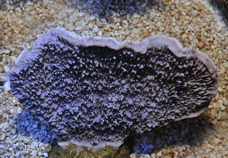 Montipora Spp. (Laminar Purple) Xs