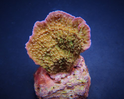 Montipora Spp. (Laminar) (Pink Edge) (Frag) M