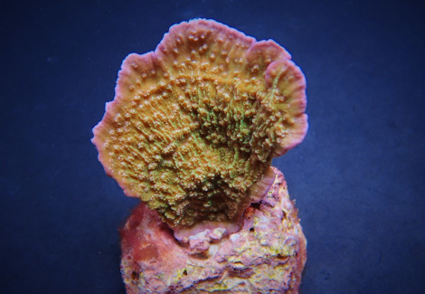 Montipora Spp. (Laminar) (Pink Edge) (Frag) M