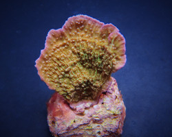 Montipora Spp. (Laminar) (Pink Edge) Xs