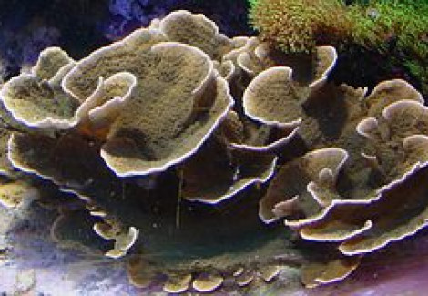 Montipora Spp. (Laminar) M