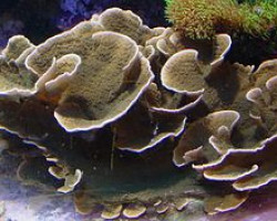 Montipora Spp. (Laminar) Xs