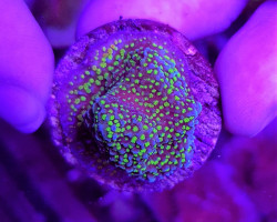 Montipora Spp. (Premium) (Frag) M