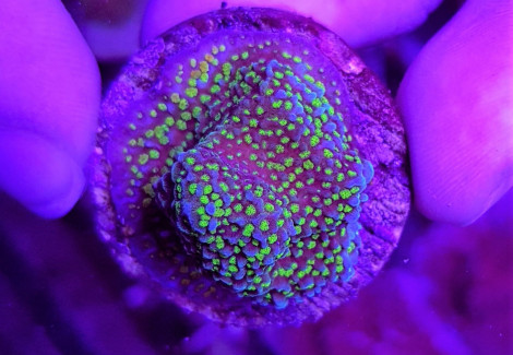 Montipora Spp. (Premium) (Frag) M