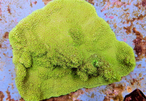 Montipora Spp. (Premium) L